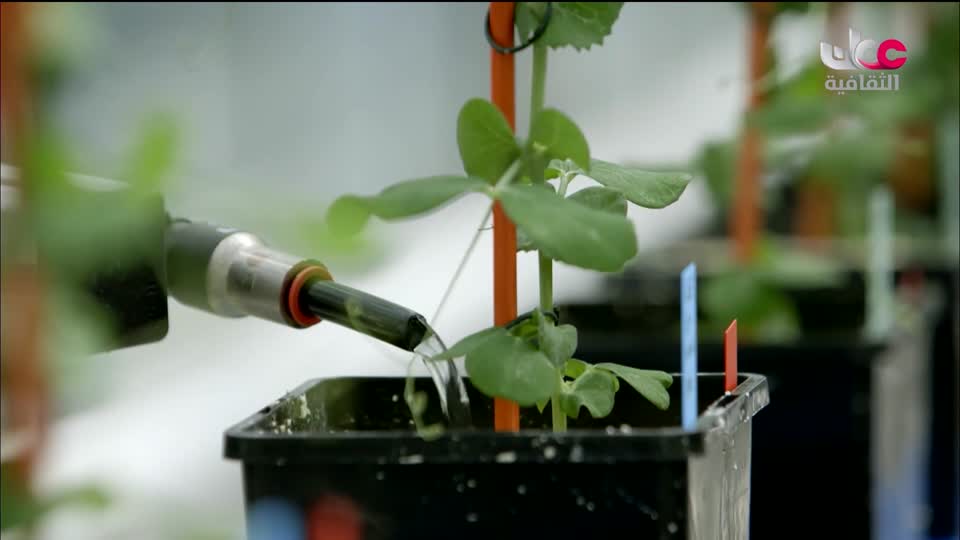 البرنامج الثقافي - في رحاب الكلمة - الحلقة 17