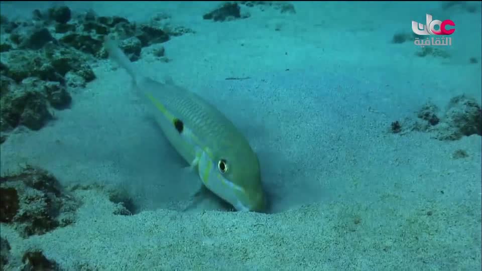 البرنامج الثقافي - إرث حضارة - الحلقة 17