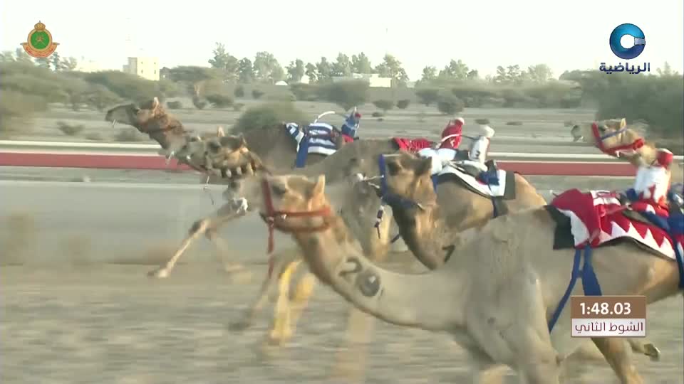 السباق العام للمهرجان السنوي لسباقات الهجن الاهلية - الفليج 2026 - الحلقة 7