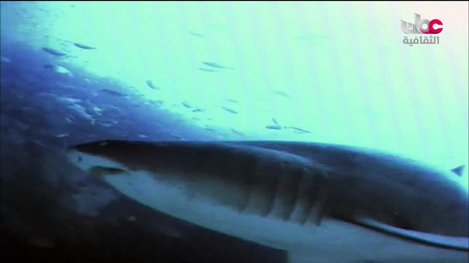 البرنامج الثقافي - إرث حضارة - الحلقة 18