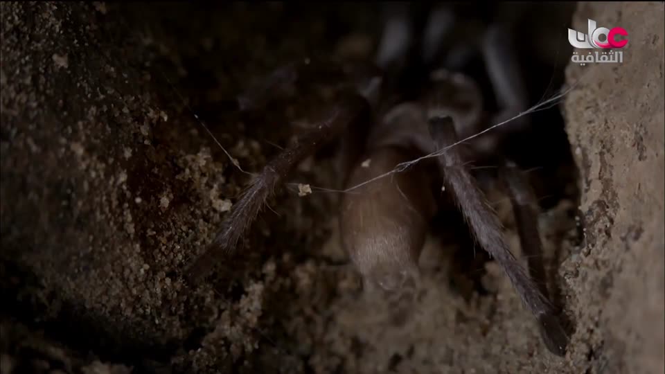 البرنامج الثقافي - غرائب الصحاري - الحلقة 4