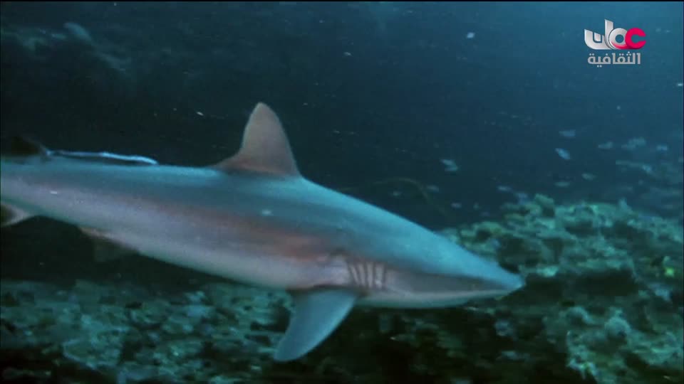 البرنامج الثقافي - الحواس الخارقة - الحلقة 8