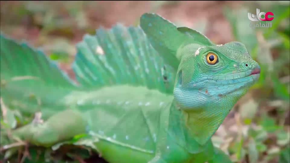 برنامج/ روائع اليابان