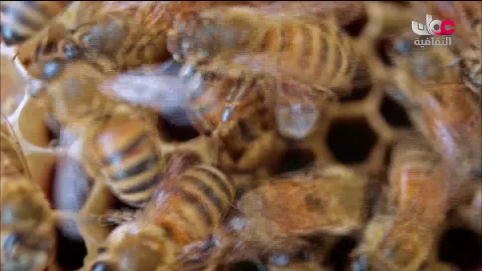 البرنامج الثقافي عالم المعرفة - الحلقة 21