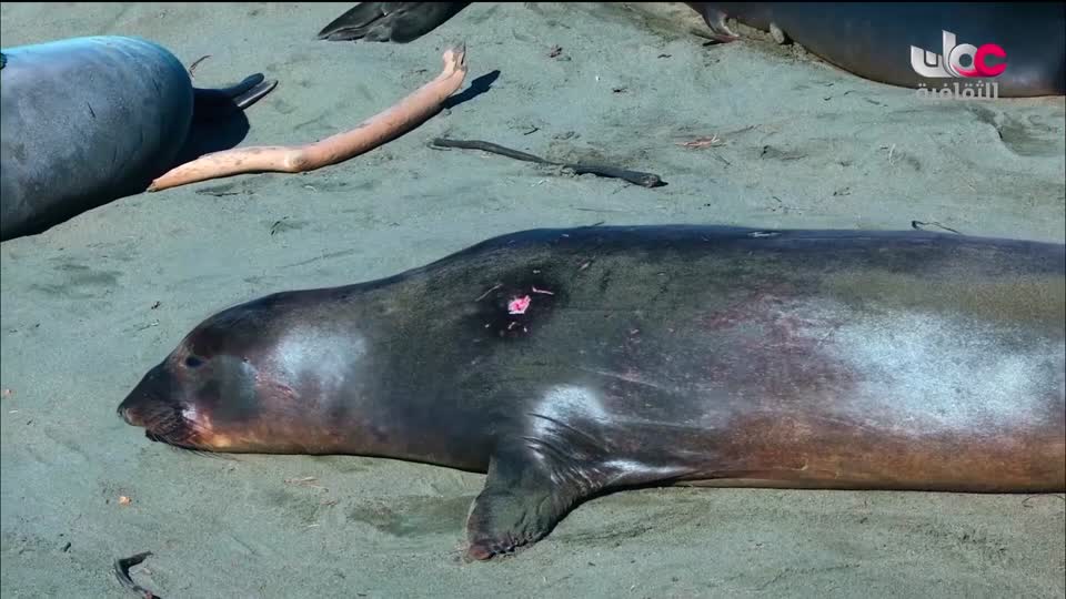 فيلم - حديث الشابي