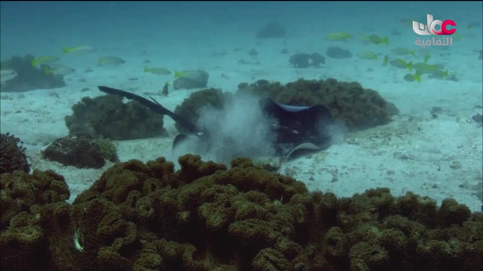 البرنامج الثقافي - غرائب البحار - الحلقة 1