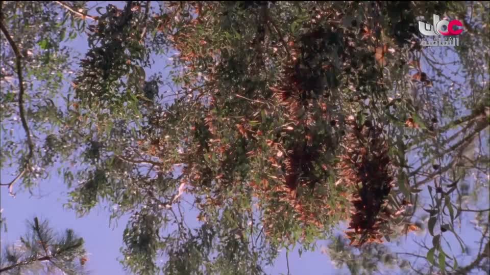 البرنامج الثقافي - الحواس الخارقة - الحلقة 9