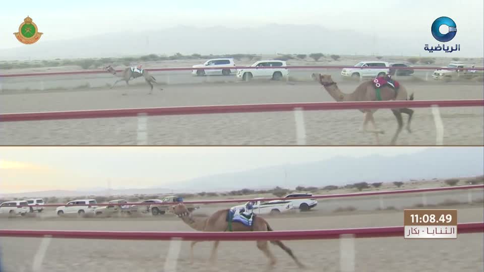 السباق العام للمهرجان السنوي لسباقات الهجن الاهلية - الفليج 2026 - الحلقة 9