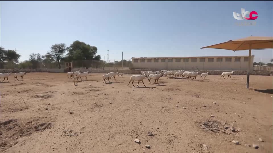 أفلام وثقائقية - قطر - الحلقة 2