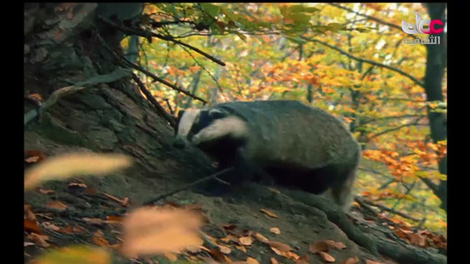 برنامج - فيتامينات - الحلقة 35