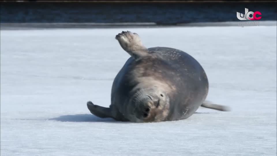 الحفل الفني لفرقة البلد الموسيقية للموشحات العمانية - الحلقة 4