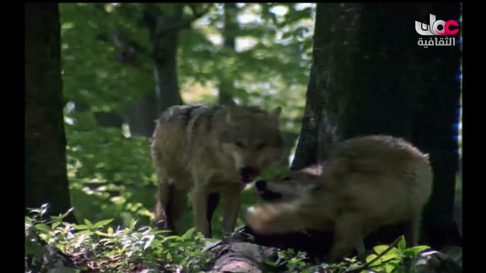 برنامج المترنم - الموسم الاول - الحلقة 2