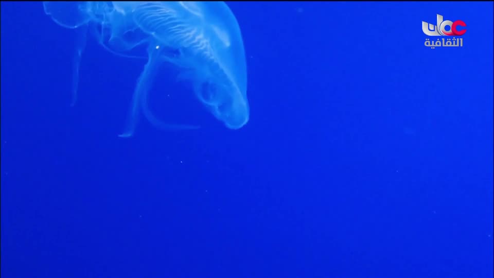 برنامج _ اعلام الشعر العربي - الحلقة 19