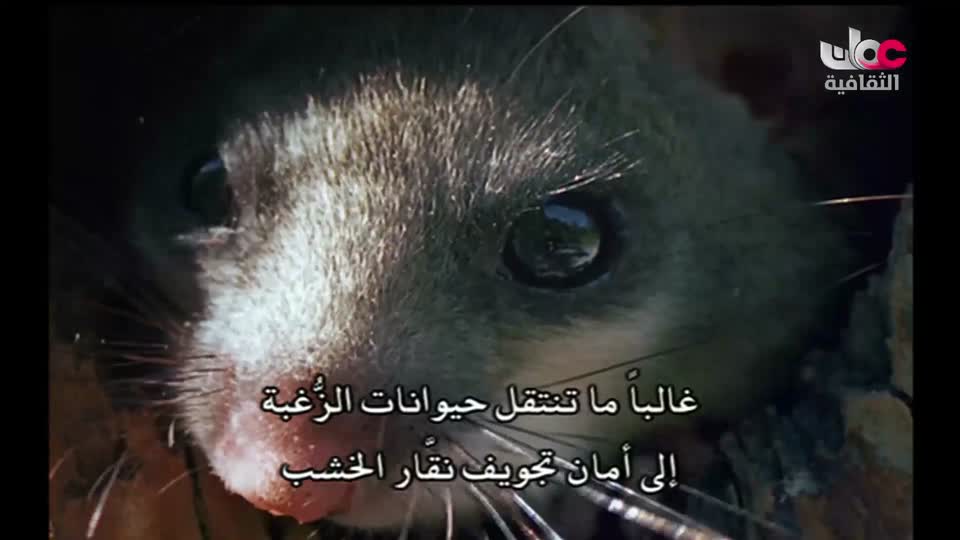 افلام الفنون الشعبية العمانية - الحلقة 2