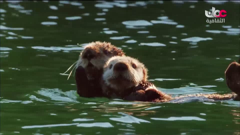 البرنامج الثقافي - أسرار المحيط 2026 - الحلقة 16