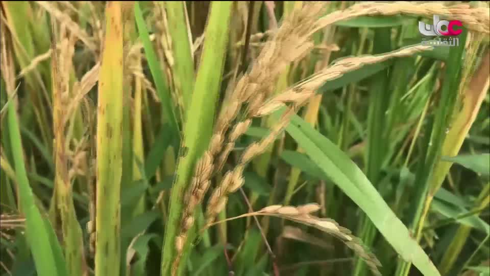 برنامج / أغاني مفرغة - موشحات - مركز عمان للموسيقى