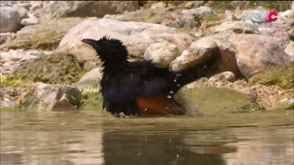 البرنامج الثقافي - غرائب الصحاري - الحلقة 5