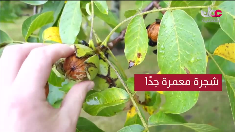 البرنامج الثقافي - عالم الأشجار