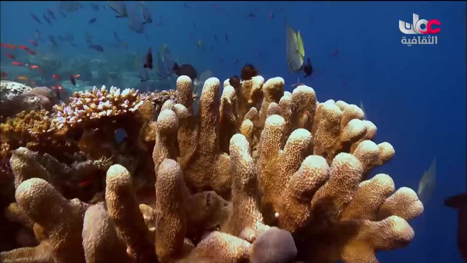 البرنامج الثقافي - البحث عن المعرفة ج4