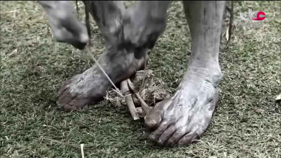 البرنامج الثقافي أرض ونار - تطور فن الطبخ - الحلقة 2