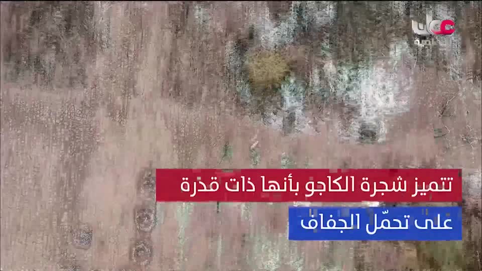 برنامج/اغاني مفرغة-موشحات - مركز عمانللموسيقى التق