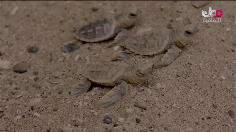 أغاني مفرغة - موشحات - مركز عمان للموسيقى التقليدية - الحلقة 11