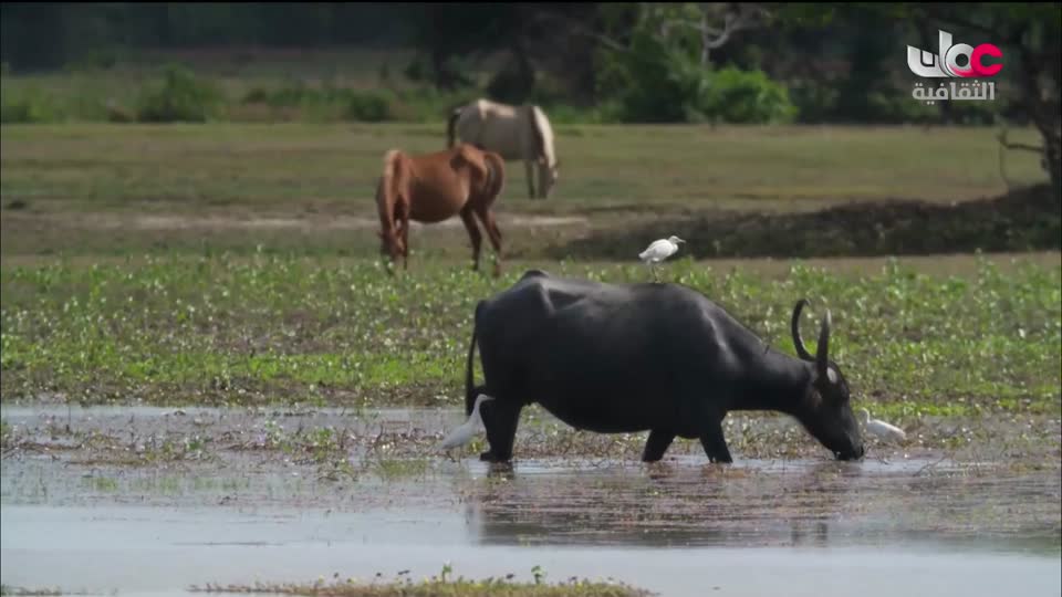 البرنامج الثقافي الدلتا في العالم - الحلقة 2