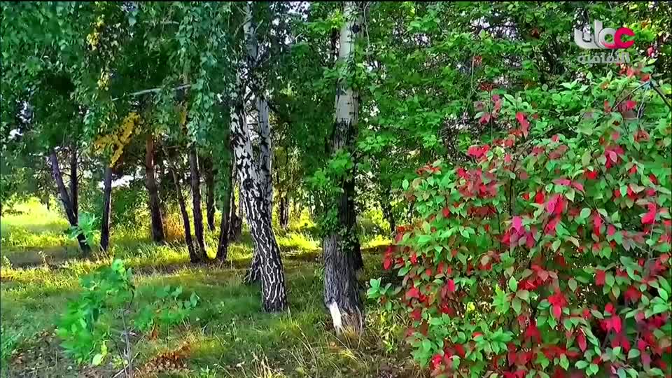 البرنامج الثقافي - عالم الأشجار