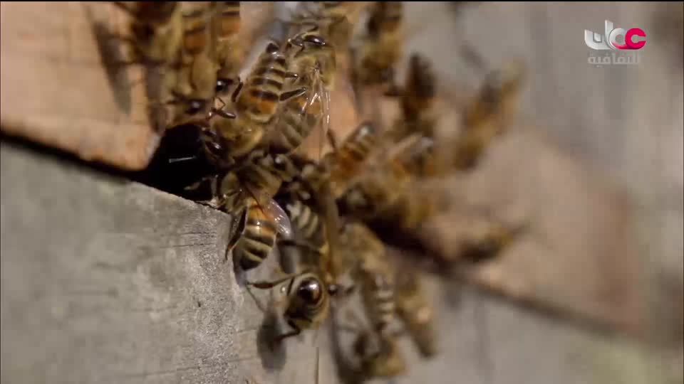 الزراعة من اجل الكوكب - الحلقة 4