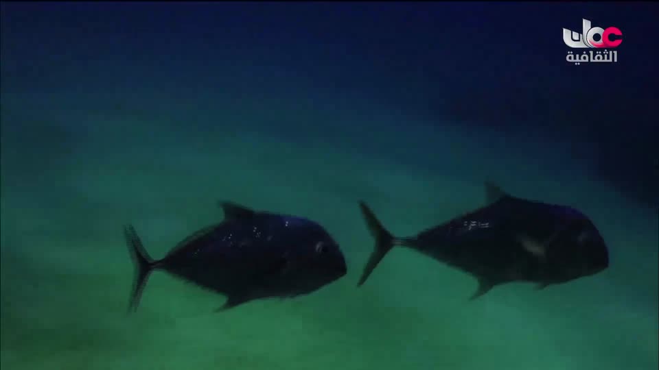 البرنامج الثقافي - الحواس الخارقة - الحلقة 1