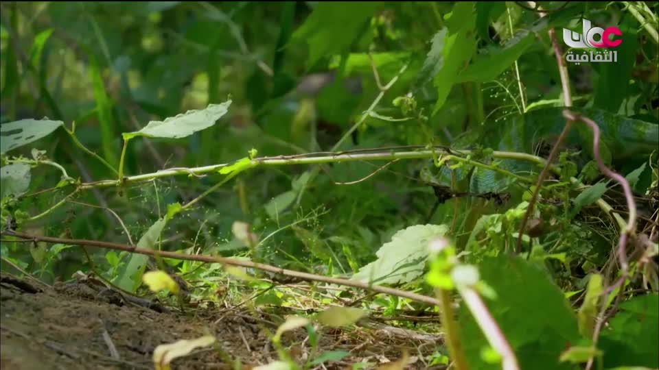 البرنامج الثقافي - غرائب الصحاري - الحلقة 1