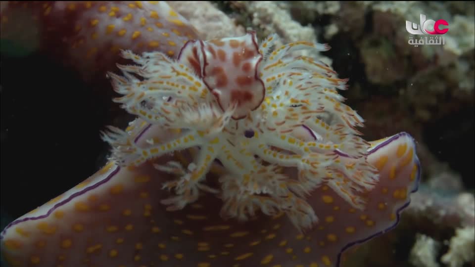 البرنامج الثقافي - غرائب البحار - الحلقة 4
