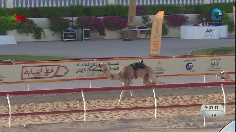 السباق السنوي للإتحاد العماني للهجن - الفليج 2026 - الحلقة 4