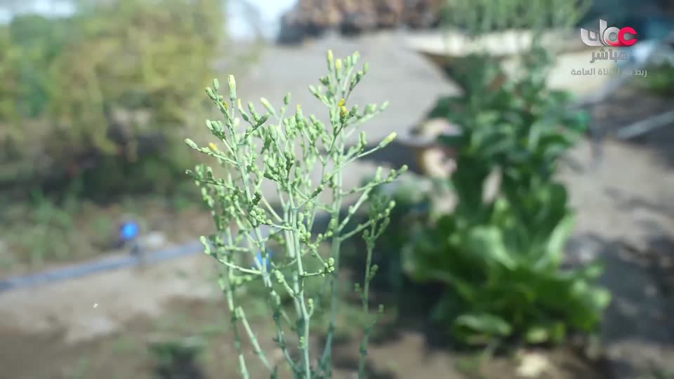 البرنامج العلمي - حصاد - الحلقة 5