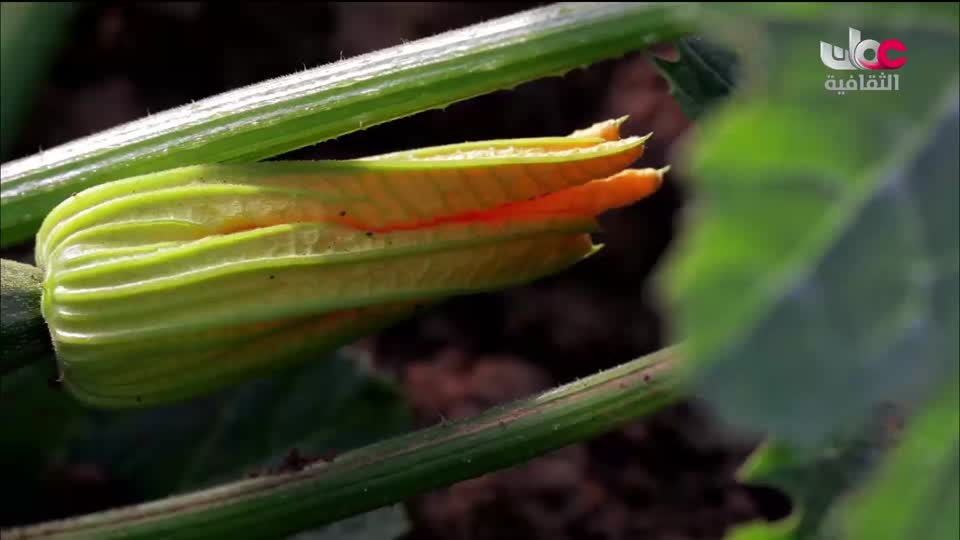 الزراعة من اجل الكوكب - الحلقة 5