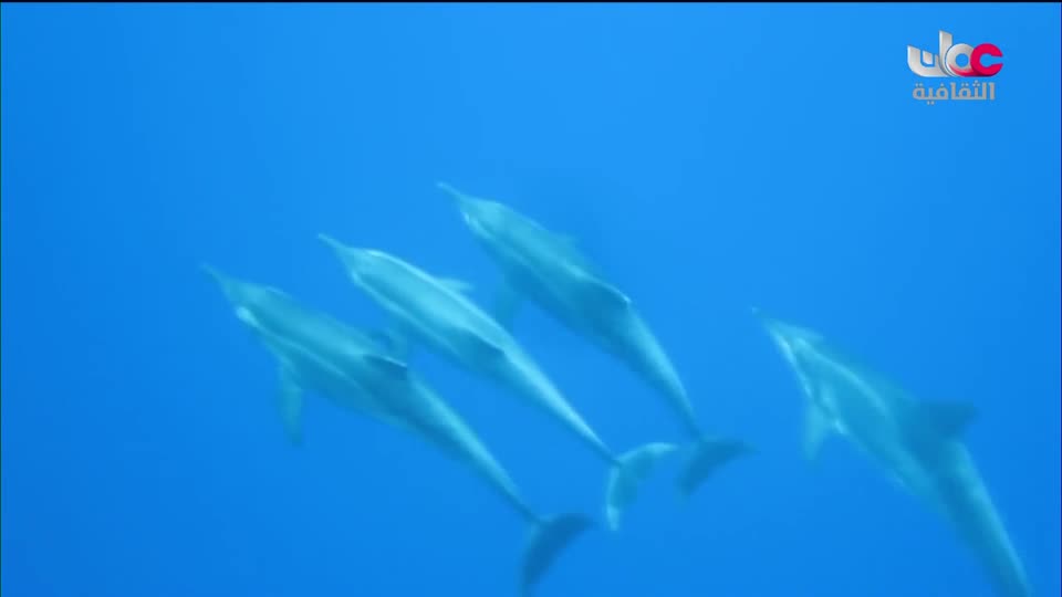 برنامج _ الحارات العمانية - الحلقة 5