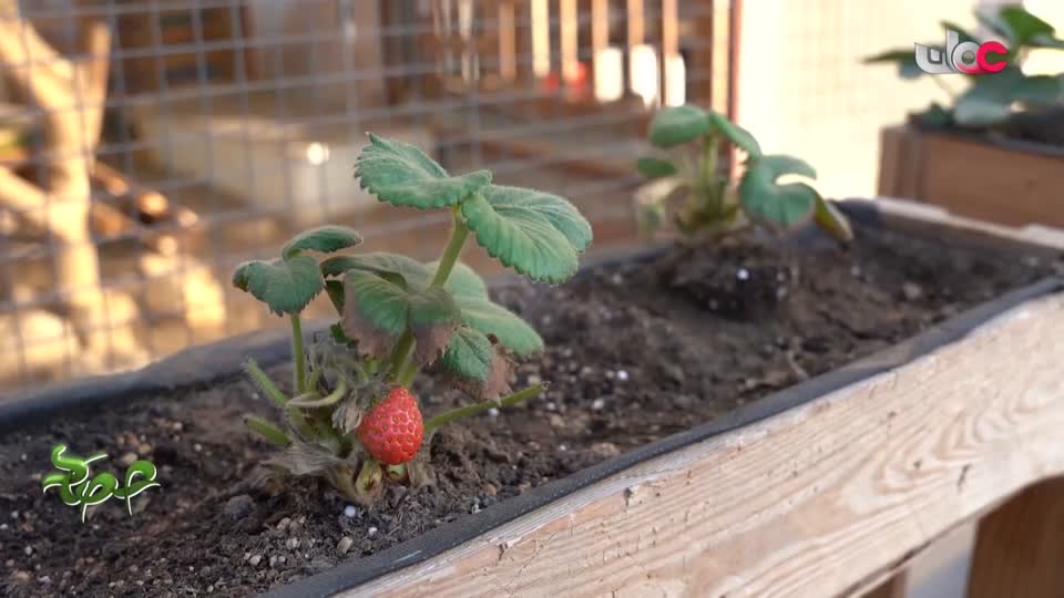 البرنامج العلمي - حصاد - الحلقة 5