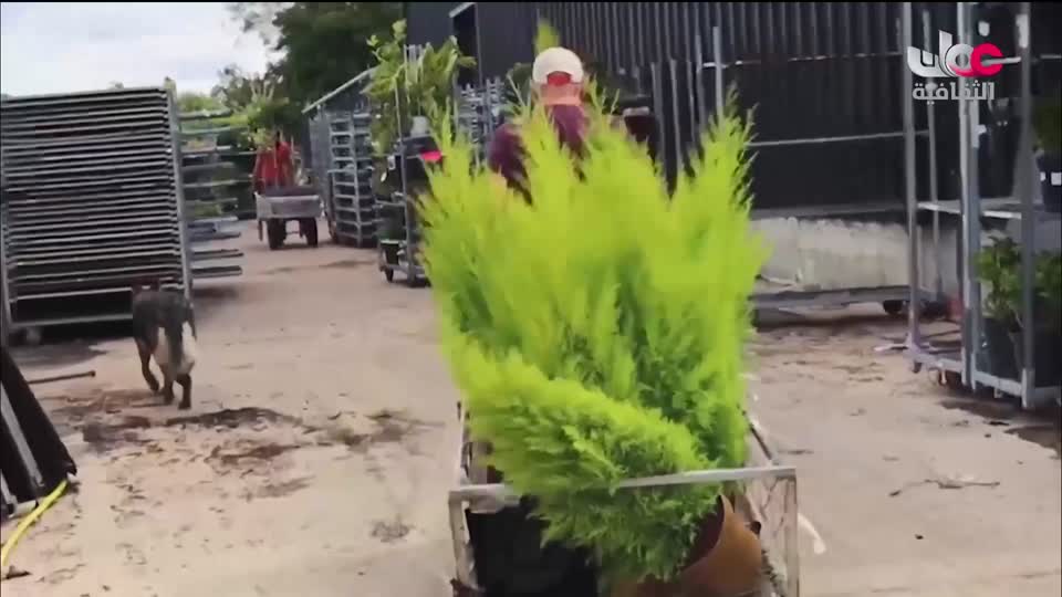 البرنامج الثقافي - عالم الأشجار