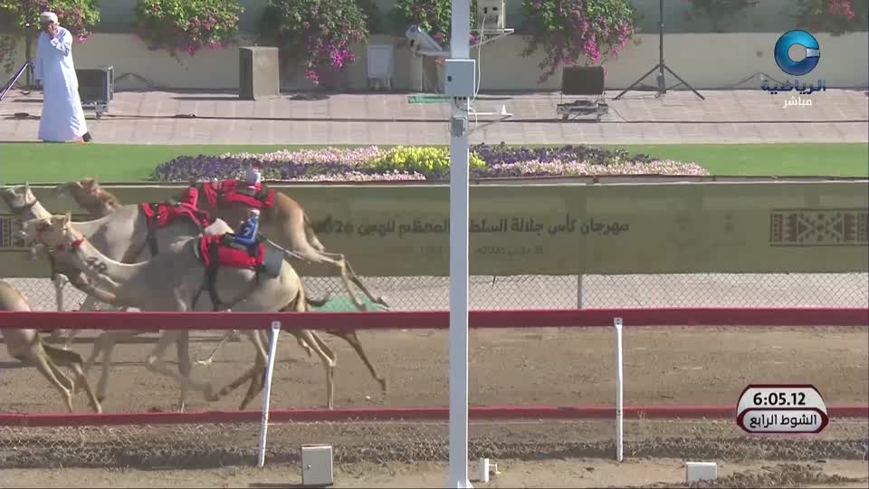 السباق الختامي لكأس جلالة السلطان للهجن 2026