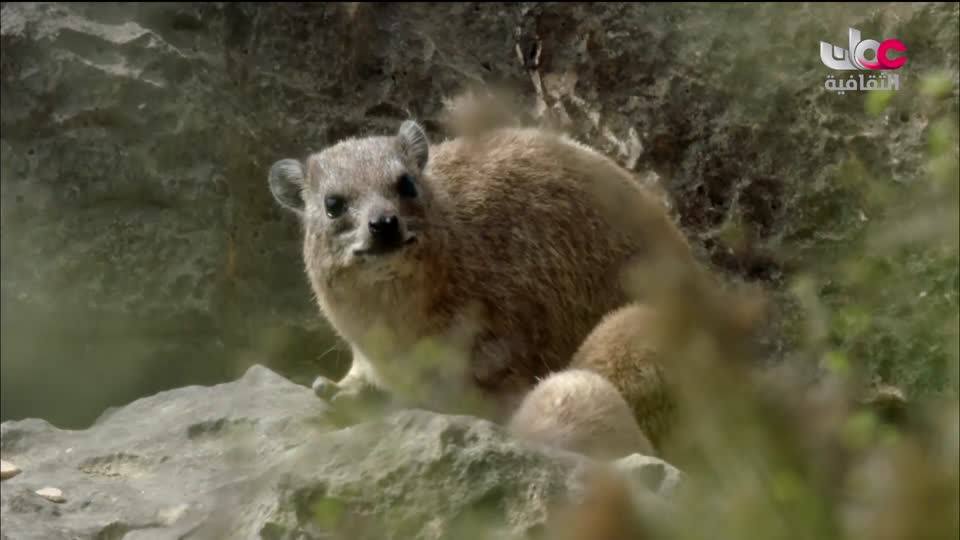 البرنامج الثقافي - كنوز من الموسوعة العمانية - الحلقة 7