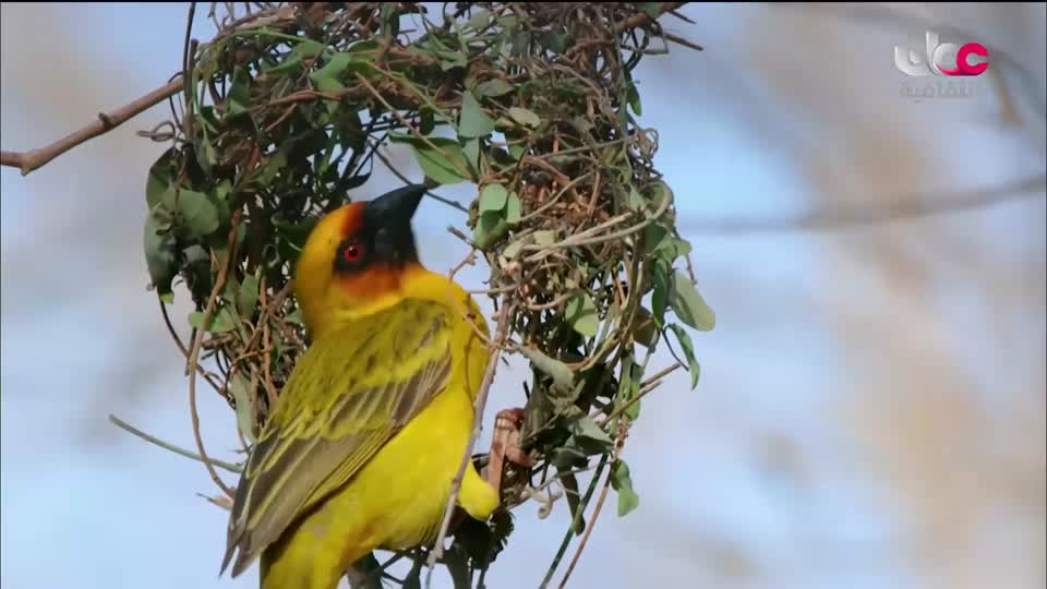 البرنامج الثقافي - غرائب الصحاري - الحلقة 1