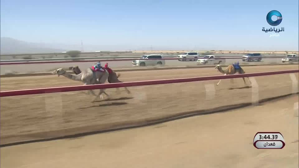 السباق الختامي لكأس جلالة السلطان للهجن 2026