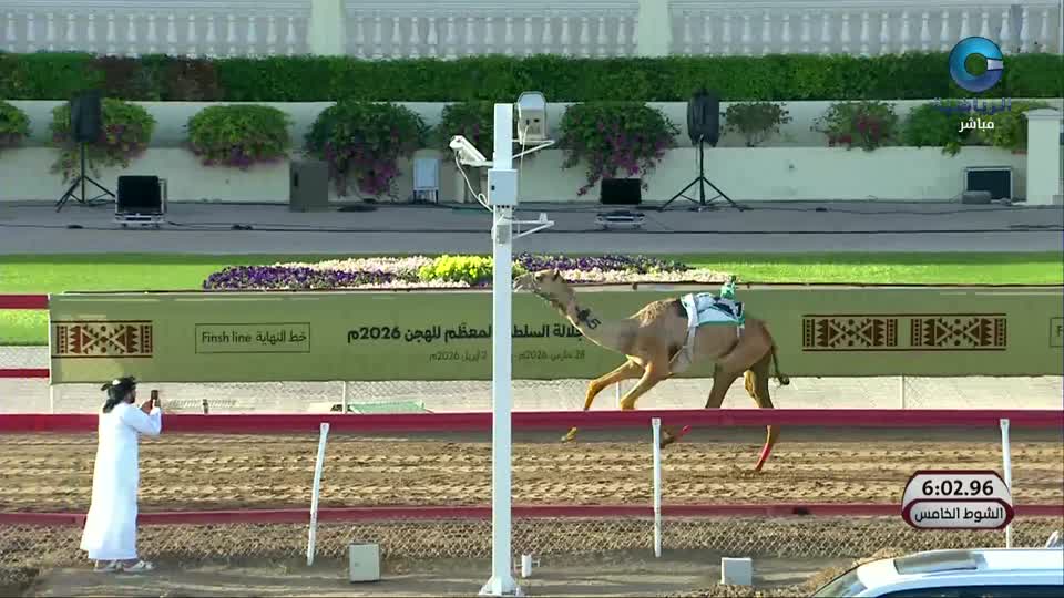 السباق الختامي لكأس جلالة السلطان للهجن 2026