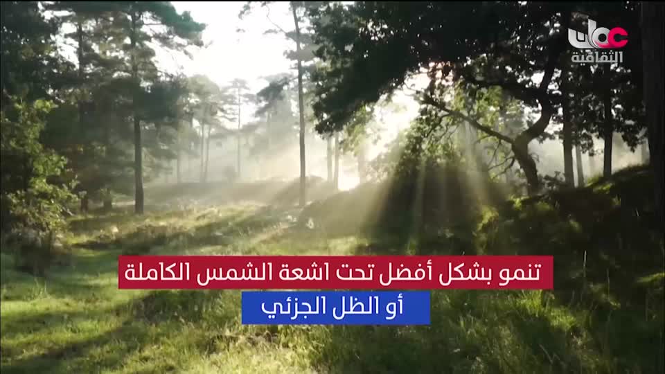 البرنامج الثقافي - عالم الأشجار