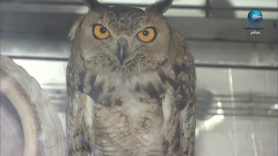 المنصة - ميدان الفليج 2026 - الحلقة 2