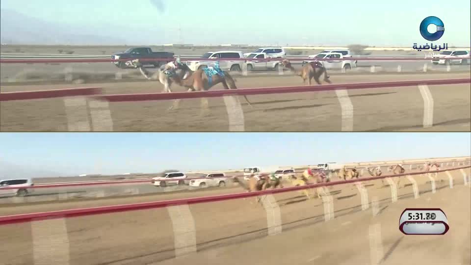 مباشر السباق الختامي للهجن