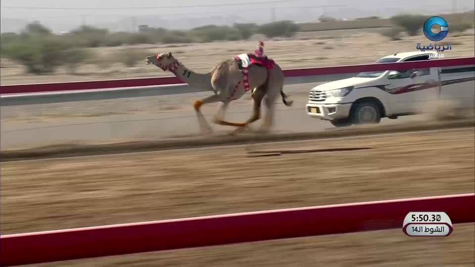 مباشر السباق الختامي للهجن