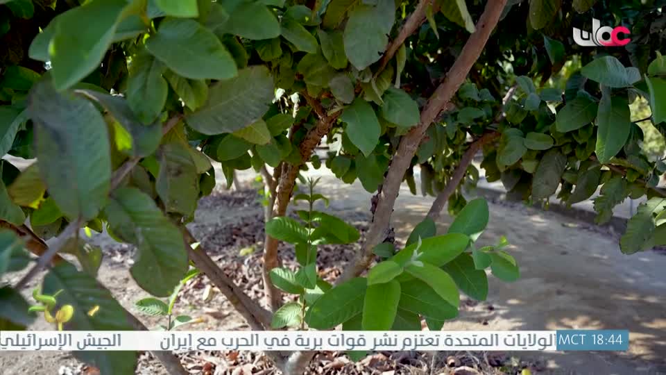 البرنامج العلمي - حصاد - الحلقة 8