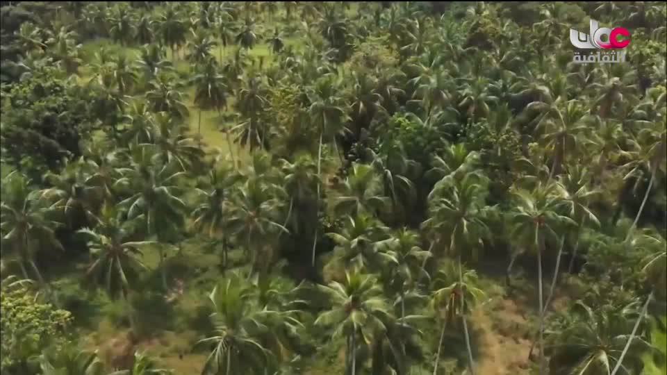 البرنامج الثقافي - عالم الأشجار