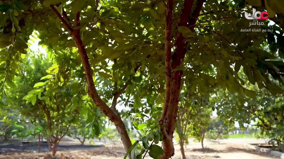 البرنامج العلمي - حصاد - الحلقة 8